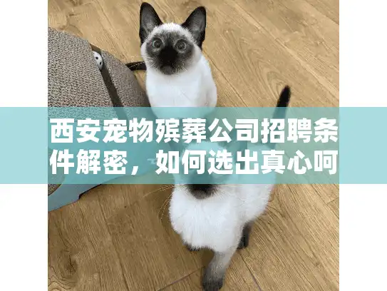 西安宠物殡葬公司招聘条件解密，如何选出真心呵护的宠物身后服务？