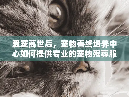 爱宠离世后，宠物善终培养中心如何提供专业的宠物殡葬服务？