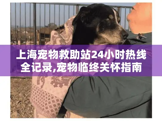 上海宠物救助站24小时热线全记录,宠物临终关怀指南
