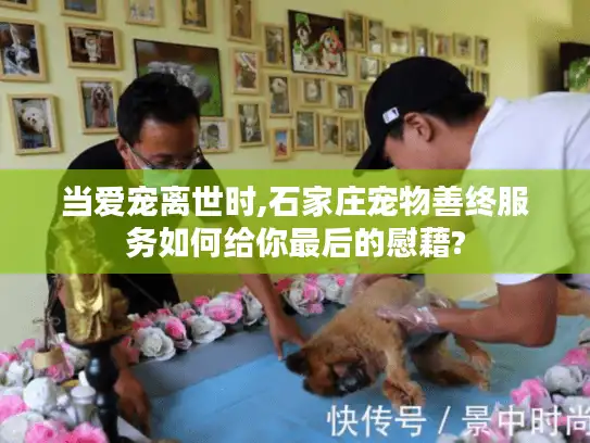 当爱宠离世时,石家庄宠物善终服务如何给你最后的慰藉?