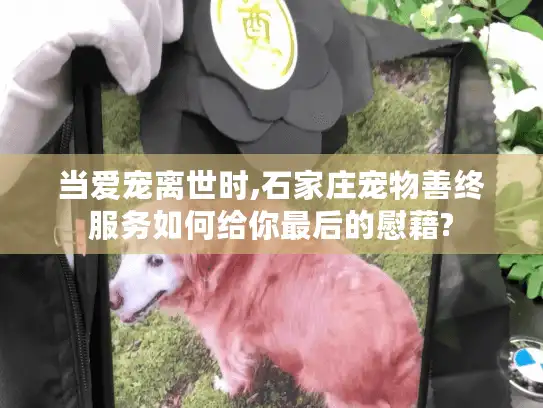 当爱宠离世时,石家庄宠物善终服务如何给你最后的慰藉?