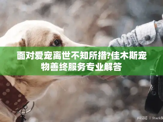 面对爱宠离世不知所措?佳木斯宠物善终服务专业解答