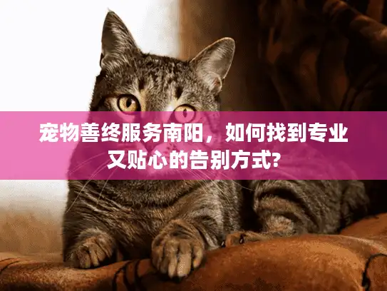 宠物善终服务南阳，如何找到专业又贴心的告别方式?