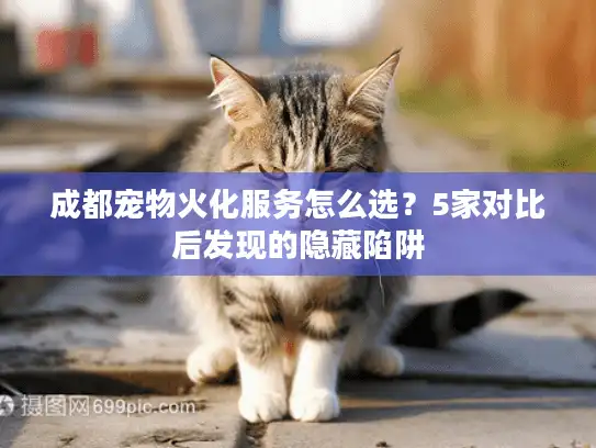 成都宠物火化服务怎么选？5家对比后发现的隐藏陷阱