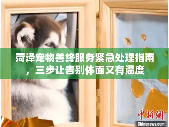 菏泽宠物善终服务紧急处理指南，三步让告别体面又有温度