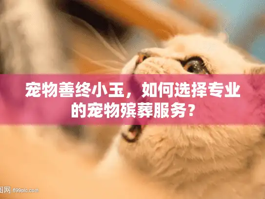 宠物善终小玉，如何选择专业的宠物殡葬服务？