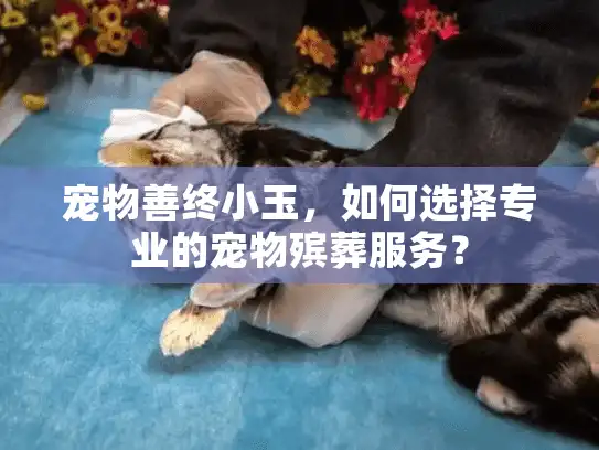 宠物善终小玉，如何选择专业的宠物殡葬服务？
