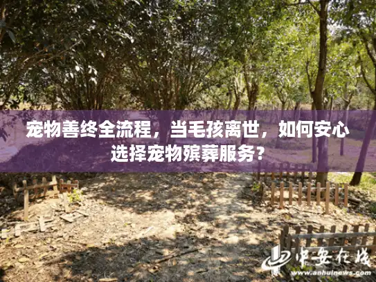 宠物善终全流程，当毛孩离世，如何安心选择宠物殡葬服务？