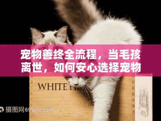 宠物善终全流程，当毛孩离世，如何安心选择宠物殡葬服务？