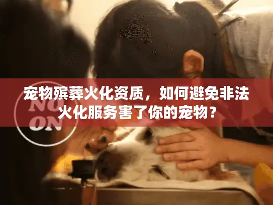 宠物殡葬火化资质，如何避免非法火化服务害了你的宠物？