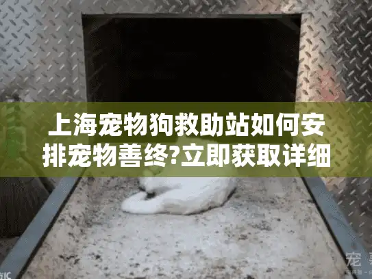 上海宠物狗救助站如何安排宠物善终?立即获取详细方案