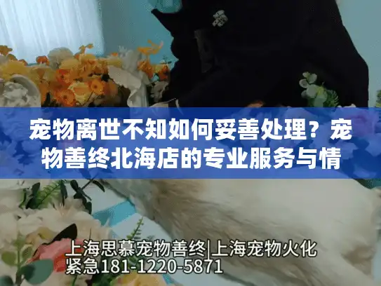 宠物离世不知如何妥善处理？宠物善终北海店的专业服务与情感支持方案
