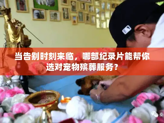 当告别时刻来临，哪部纪录片能帮你选对宠物殡葬服务？