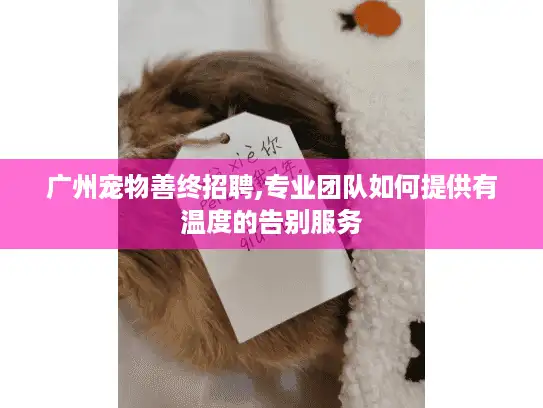 广州宠物善终招聘,专业团队如何提供有温度的告别服务