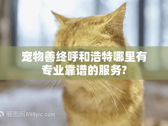 宠物善终呼和浩特哪里有专业靠谱的服务?