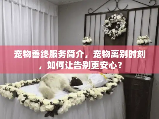 宠物善终服务简介，宠物离别时刻，如何让告别更安心？