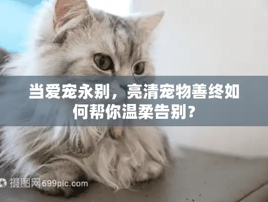当爱宠永别，亮清宠物善终如何帮你温柔告别？