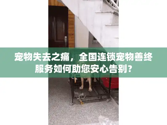 宠物失去之痛，全国连锁宠物善终服务如何助您安心告别？