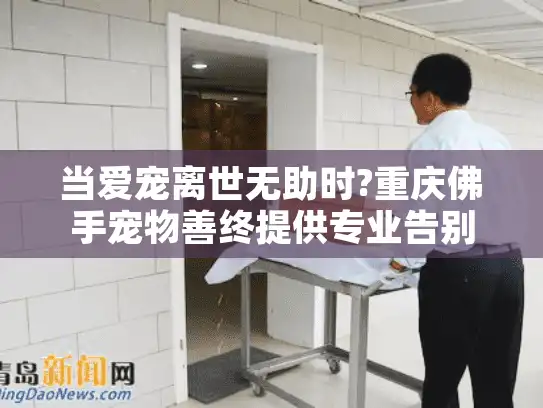 当爱宠离世无助时?重庆佛手宠物善终提供专业告别方案