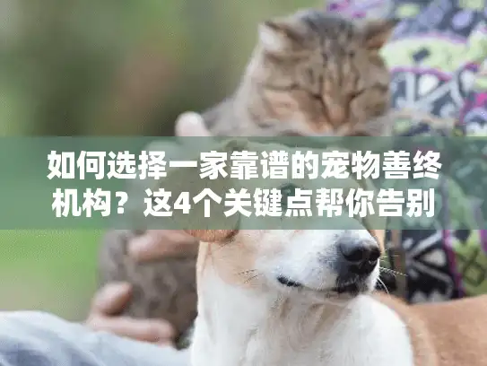 如何选择一家靠谱的宠物善终机构？这4个关键点帮你告别遗憾