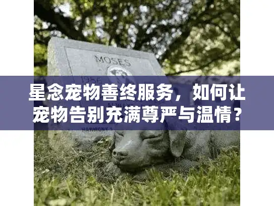 星念宠物善终服务，如何让宠物告别充满尊严与温情？