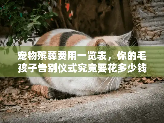 宠物殡葬费用一览表，你的毛孩子告别仪式究竟要花多少钱？
