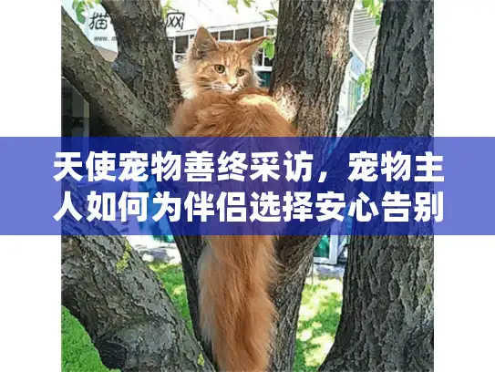 天使宠物善终采访，宠物主人如何为伴侣选择安心告别服务？