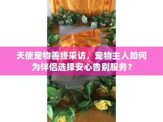 天使宠物善终采访，宠物主人如何为伴侣选择安心告别服务？