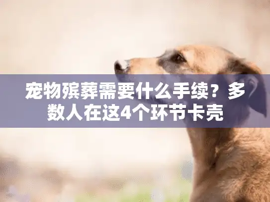宠物殡葬需要什么手续？多数人在这4个环节卡壳