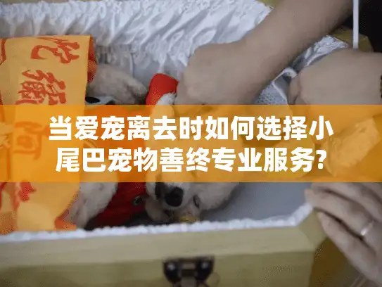 当爱宠离去时如何选择小尾巴宠物善终专业服务?