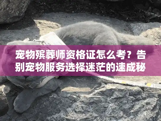 宠物殡葬师资格证怎么考？告别宠物服务选择迷茫的速成秘籍