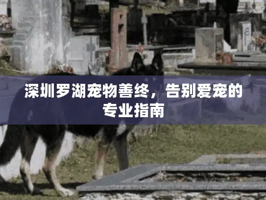深圳罗湖宠物善终，告别爱宠的专业指南