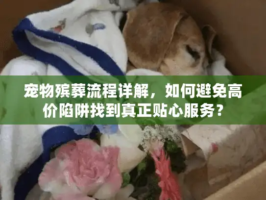 宠物殡葬流程详解，如何避免高价陷阱找到真正贴心服务？