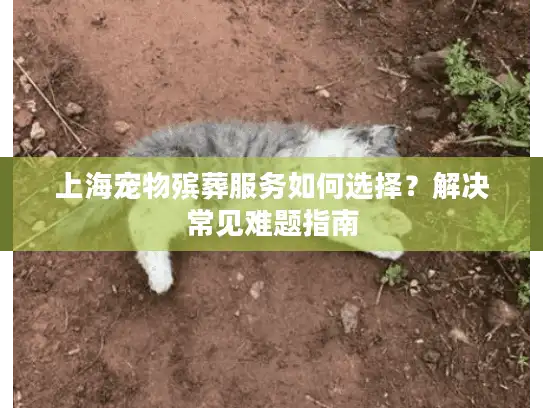 上海宠物殡葬服务如何选择？解决常见难题指南