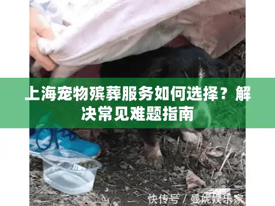 上海宠物殡葬服务如何选择？解决常见难题指南