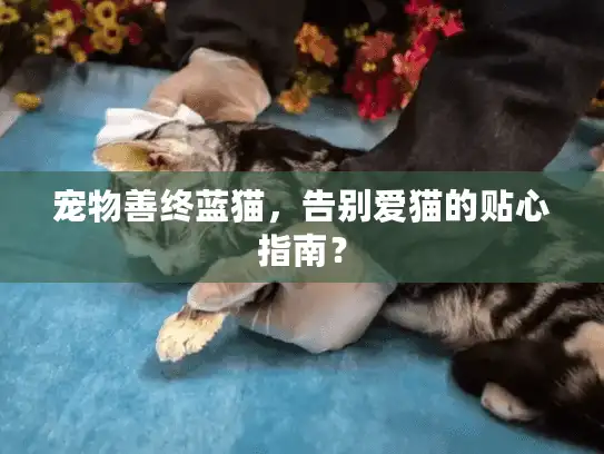 宠物善终蓝猫，告别爱猫的贴心指南？
