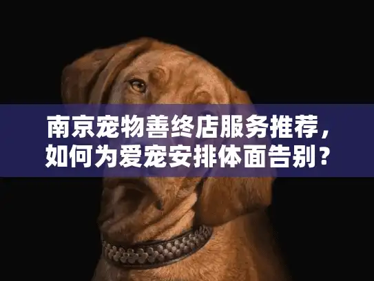 南京宠物善终店服务推荐，如何为爱宠安排体面告别？