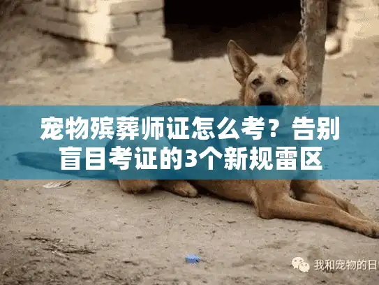 宠物殡葬师证怎么考？告别盲目考证的3个新规雷区