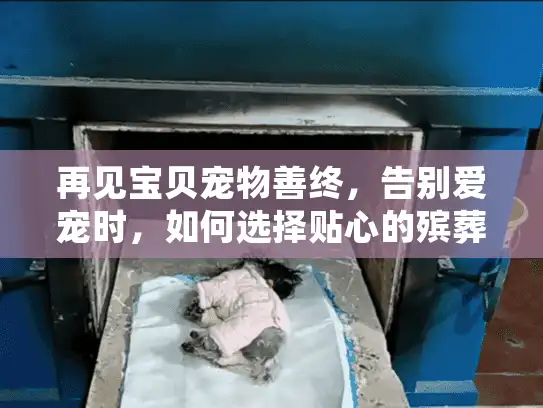 再见宝贝宠物善终，告别爱宠时，如何选择贴心的殡葬服务？