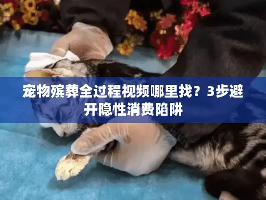 宠物殡葬全过程视频哪里找？3步避开隐性消费陷阱