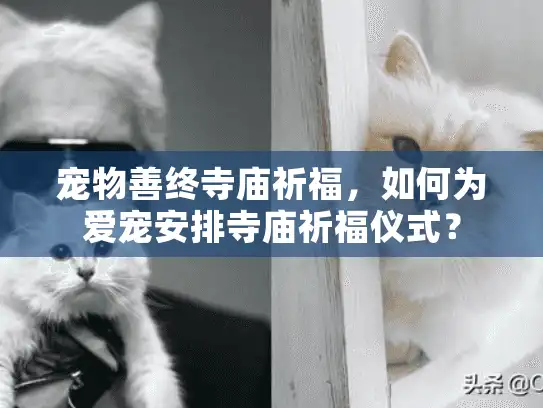 宠物善终寺庙祈福，如何为爱宠安排寺庙祈福仪式？