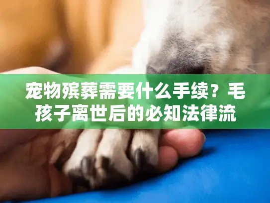 宠物殡葬需要什么手续？毛孩子离世后的必知法律流程