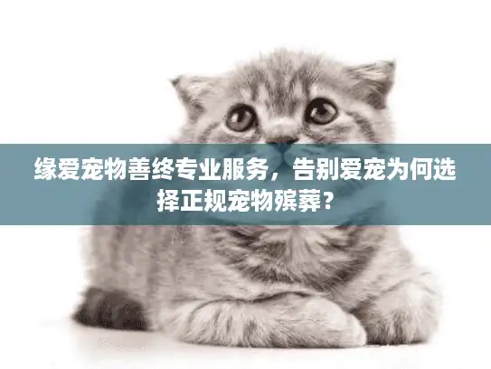 缘爱宠物善终专业服务，告别爱宠为何选择正规宠物殡葬？