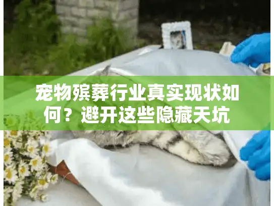 宠物殡葬行业真实现状如何？避开这些隐藏天坑