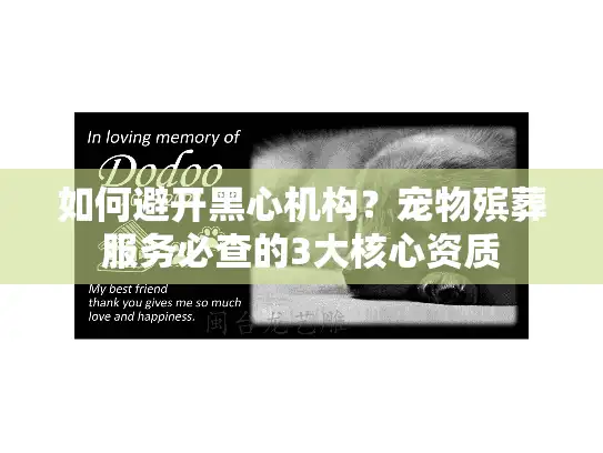 如何避开黑心机构？宠物殡葬服务必查的3大核心资质