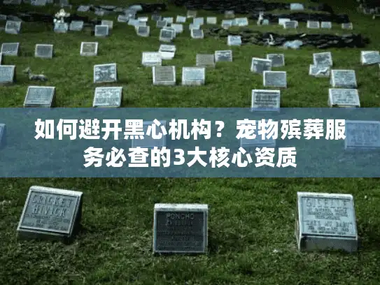 如何避开黑心机构？宠物殡葬服务必查的3大核心资质