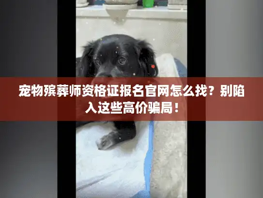 宠物殡葬师资格证报名官网怎么找？别陷入这些高价骗局！