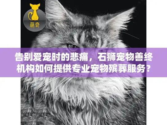 告别爱宠时的悲痛，石狮宠物善终机构如何提供专业宠物殡葬服务？