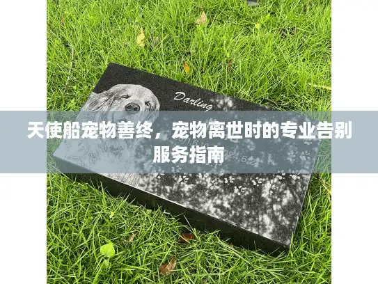 天使船宠物善终，宠物离世时的专业告别服务指南