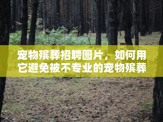 宠物殡葬招聘图片，如何用它避免被不专业的宠物殡葬服务坑害？